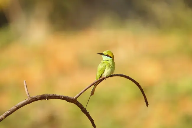 merops orientalis