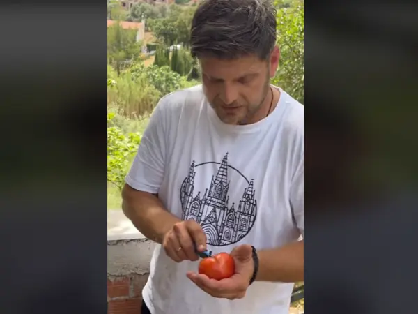 viral agrotis tiktok