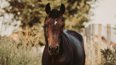 Άλογο