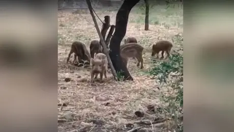 Η αγέλη από αγριογούρουνα