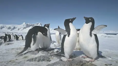 penguins