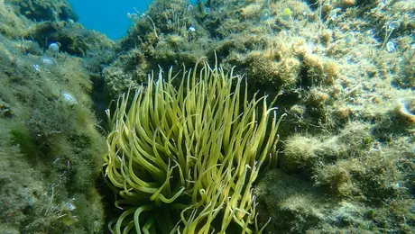 thalassies anemones