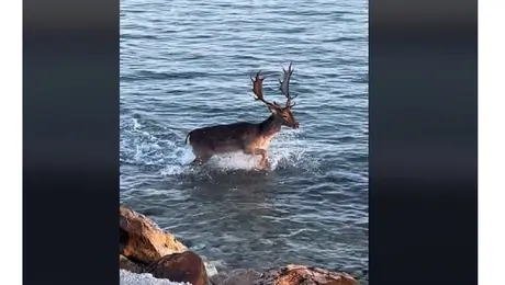 Το ελάφι σε ακτή της Λέσβου